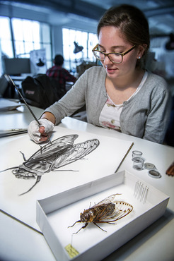 A student drawing an insect