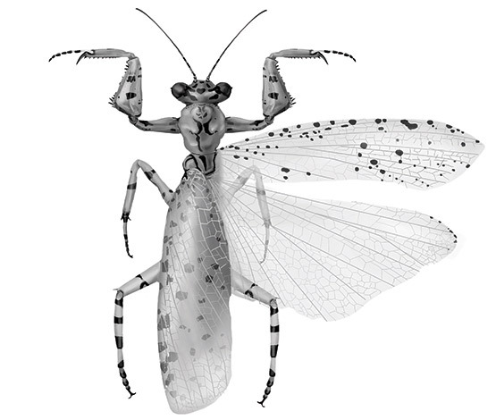 Biomedical illustration of insect